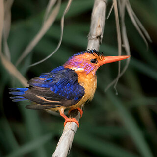 Debre Zeit - African pygmy kingfisher